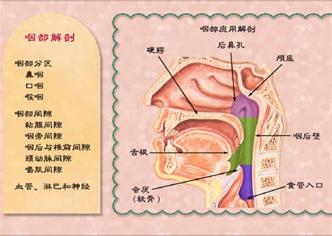 咽喉位置|咽和喉的位置图片